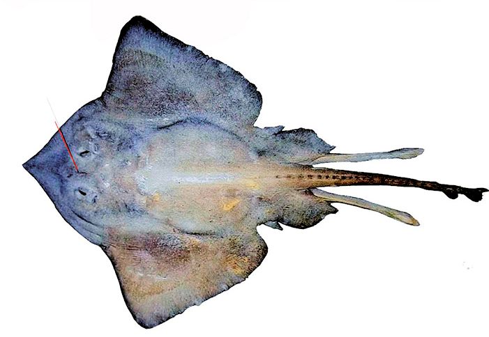 Bathyraja pallida_02429.jpg